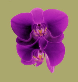 F 035G